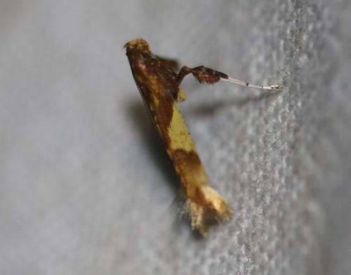 Caloptilia sp.